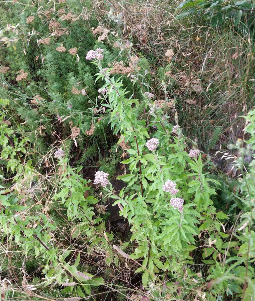 Eupatorium cannabinum (Asteraceae)